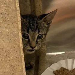 A baby small-sized female Gray / Blue / Silver Domestic Short Hair cat named Heart for adoption in Asheville, NC