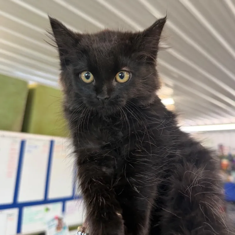 A baby small-sized male Black Domestic Medium Hair cat named Onion for adoption in Spanish Fork, UT