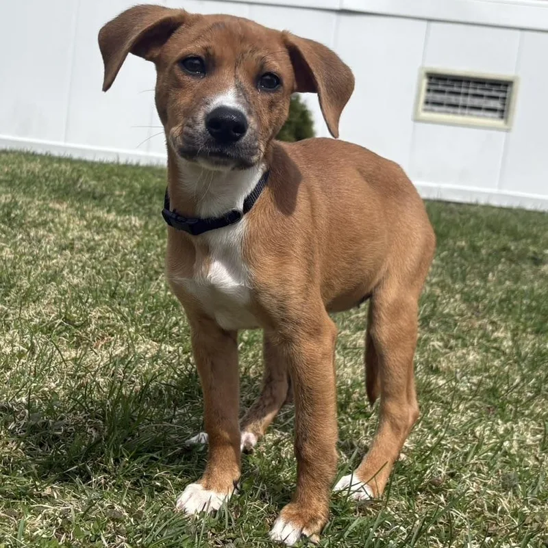 Henrietta thumbnail 4