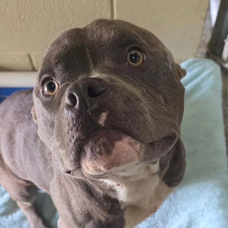 An adult small-sized male Gray / Blue / Silver Terrier dog named Jeff for adoption in Bronson, FL