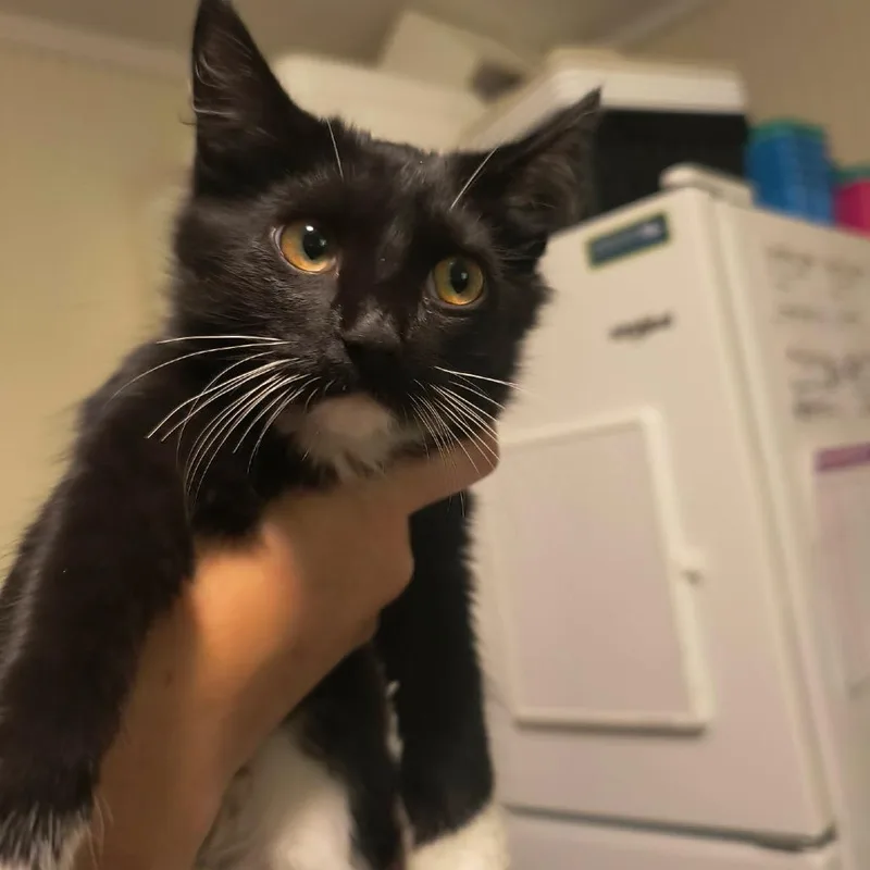A baby small-sized female Black Domestic Short Hair cat named Whisky for adoption in Sequatchie, TN
