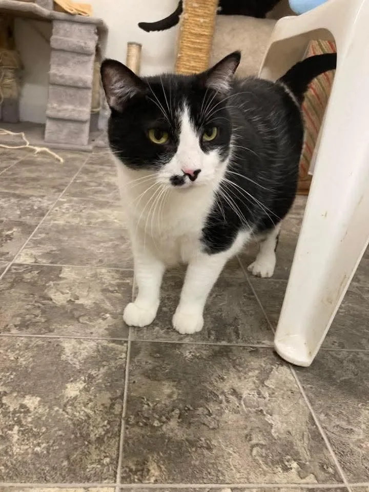 An adult large-sized male Black & White / Tuxedo Domestic Short Hair cat named Dallas for adoption in Kankakee, IL