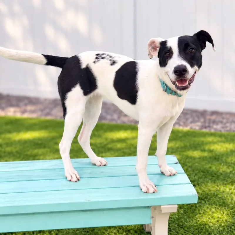 A baby medium-sized female Black Mixed Breed dog named Gilly for adoption in Cranston, RI