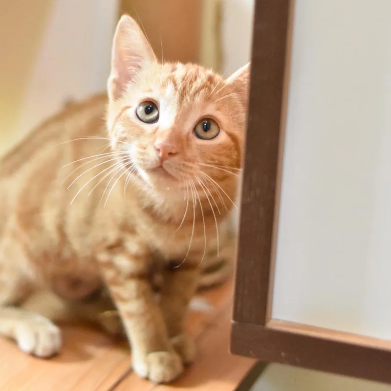 A baby small-sized female Orange / Red Domestic Short Hair cat named Fanta for adoption in Kailua Kona, HI