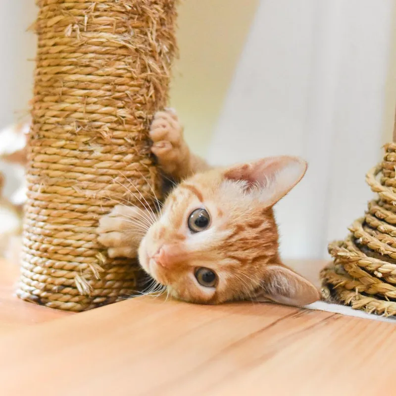 Fanta thumbnail 4