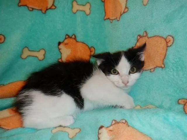 A baby small-sized male Domestic Short Hair cat named Mouse for adoption in San Jose, CA