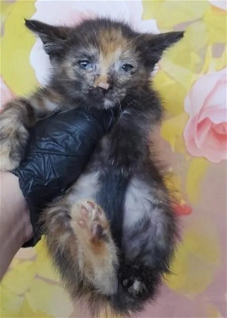 A baby small-sized female Domestic Short Hair cat named Acacia for adoption in San Bernardino, CA