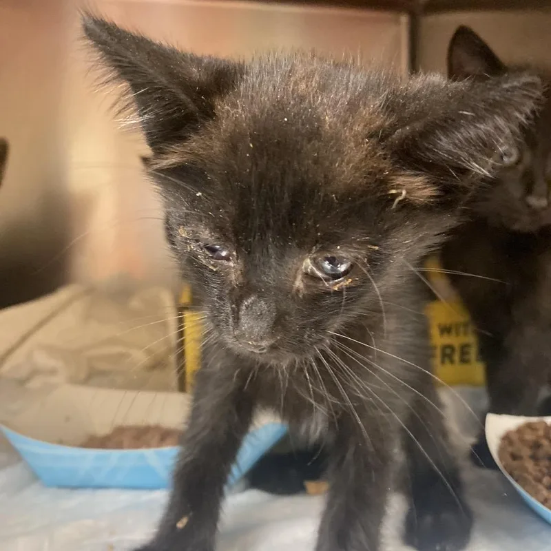 A baby small-sized male Black Domestic Short Hair cat named The Colorado Kid for adoption in Westminster, CA