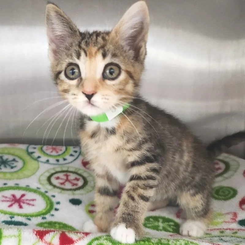 A baby small-sized female Calico Domestic Short Hair cat named Peaches for adoption in Fort Wayne, IN