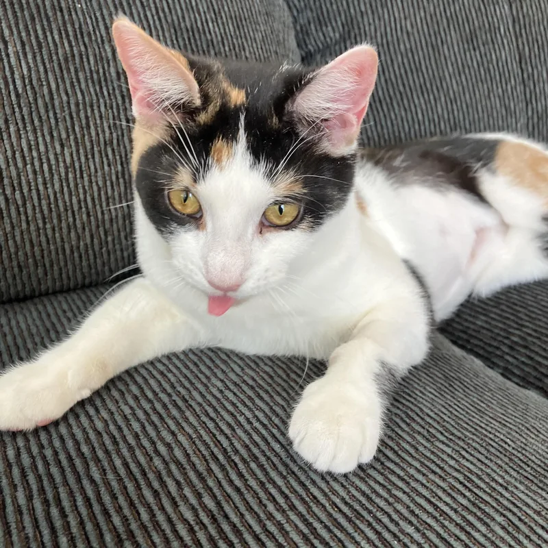 Snickers & Molly thumbnail 3