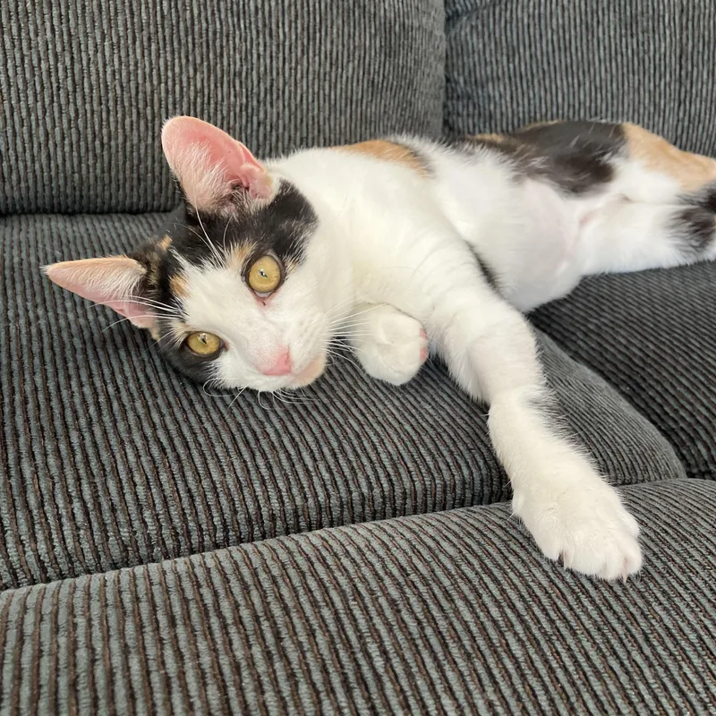 Snickers & Molly thumbnail 5