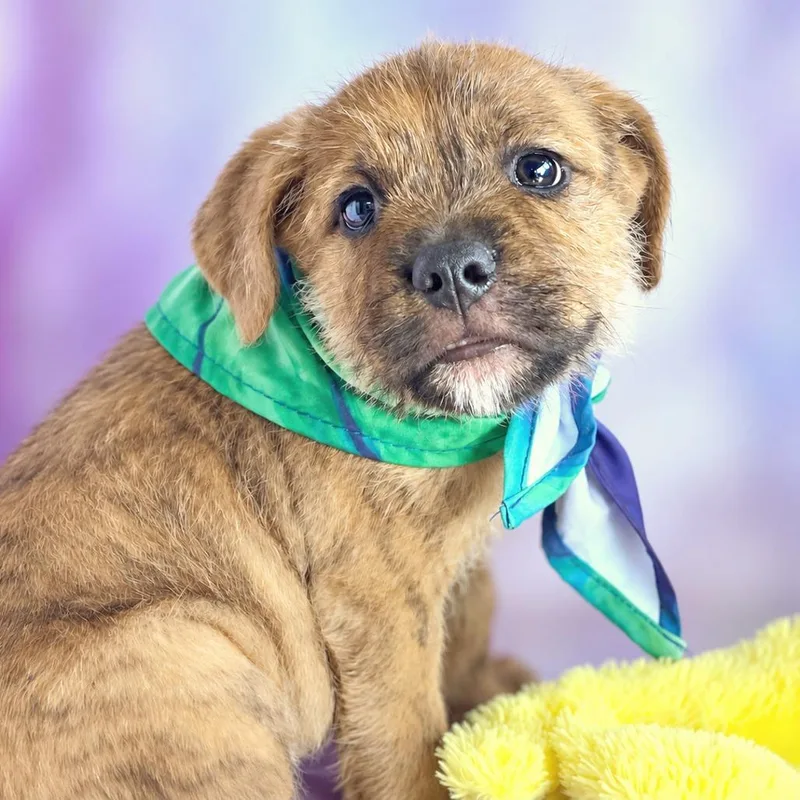 A baby small-sized male Wirehaired Terrier dog named Sparky for adoption in Boerne, TX