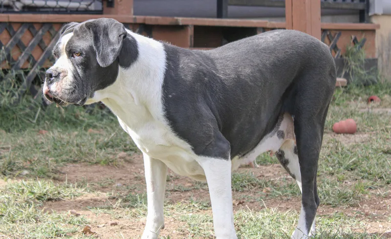 Bailey thumbnail 3