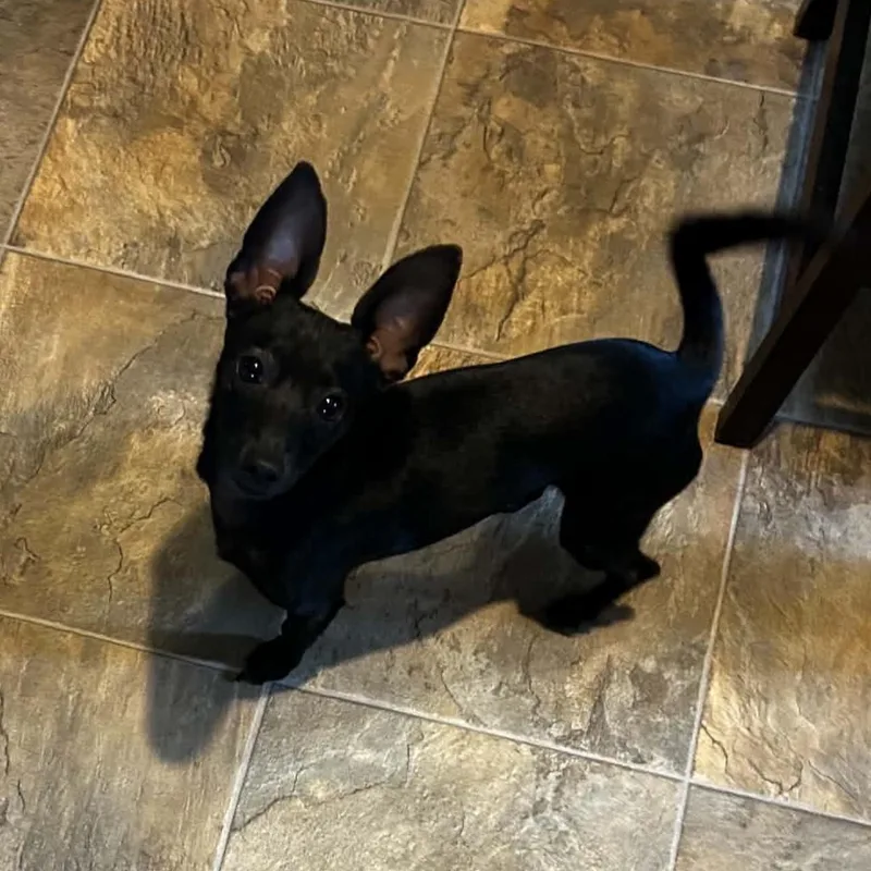 A young small-sized male Black Chiweenie dog named Maverick for adoption in Springfield, MO