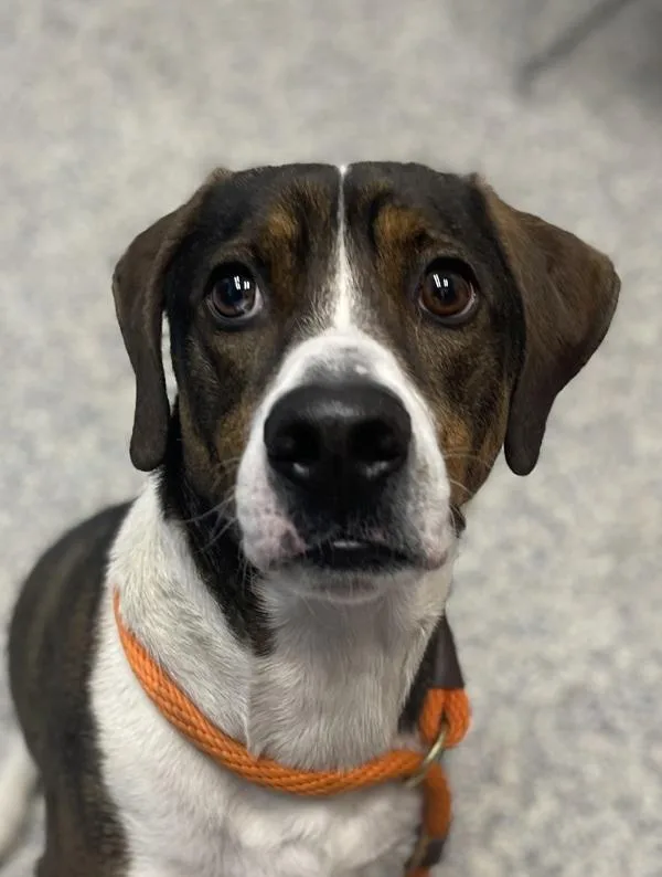 An adult medium-sized male Mountain Cur dog named Jack for adoption in Golden, CO