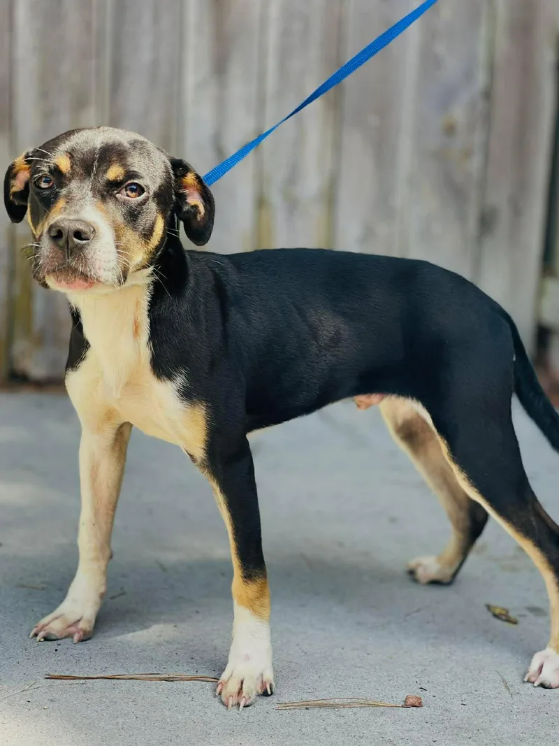 A young small-sized male Shepherd dog named Ac "Junebug" for adoption in Conyers, GA