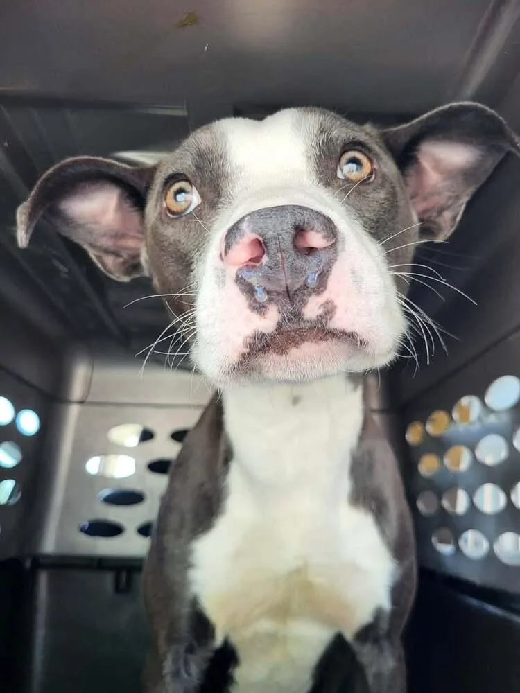 A baby medium-sized male Pit Bull Terrier dog named Saul for adoption in Pottstown, PA