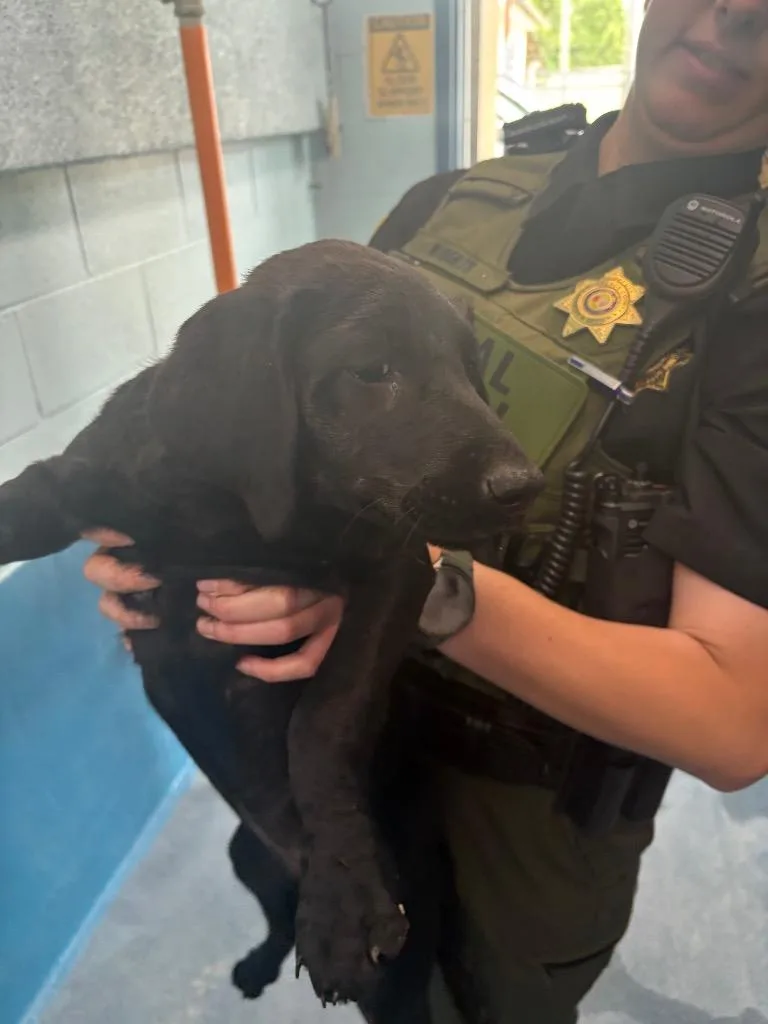 A baby small-sized female Mixed Breed dog named Lacey for adoption in Effingham, SC
