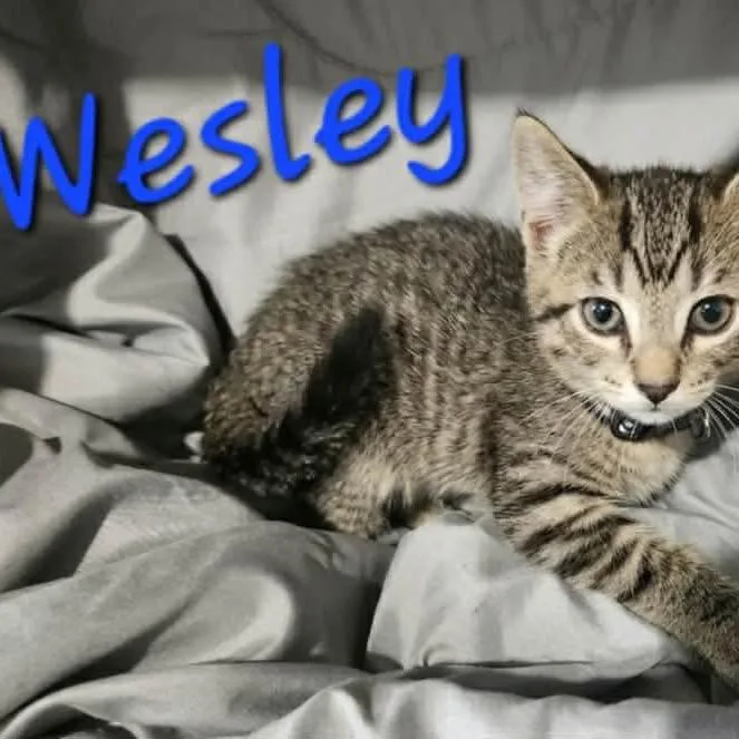 A baby small-sized male Brown / Chocolate Domestic Medium Hair cat named Wesley for adoption in Chillicothe, IL