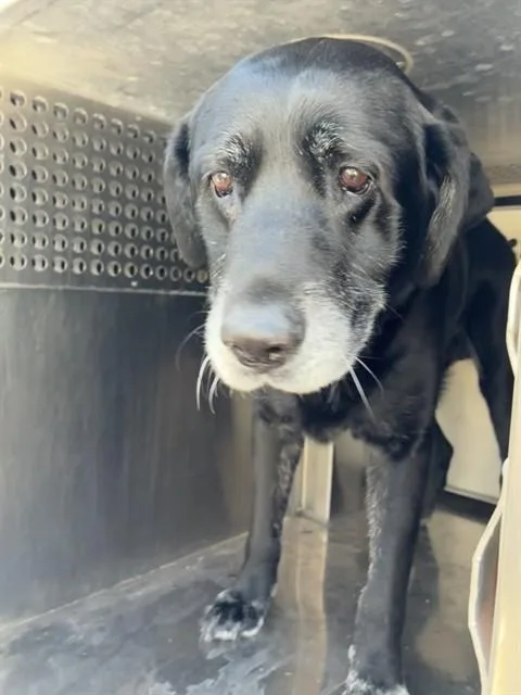 An adult large-sized male Labrador Retriever dog named Moose for adoption in Phoenix, AZ