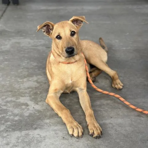 A young medium-sized female Whippet dog named Gidget for adoption in Camarillo, CA