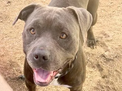 An adult medium-sized male Gray / Blue / Silver Mixed Breed dog named Hodge Podge for adoption in Georgetown, TX
