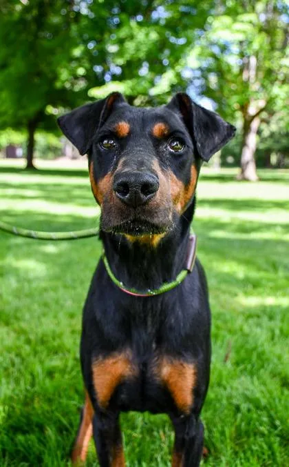 An adult medium-sized female Doberman Pinscher dog named Itzly for adoption in Yakima, WA