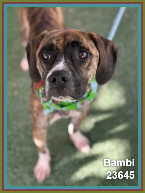 A young medium-sized female Brindle Hound dog named Bambi for adoption in Marietta, GA