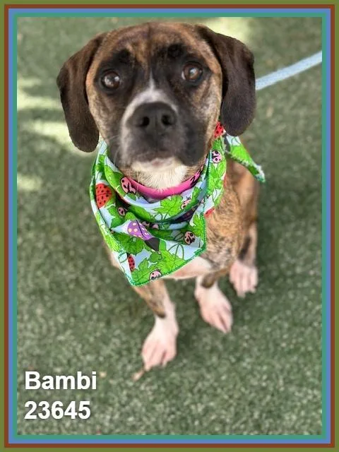 Bambi thumbnail 2