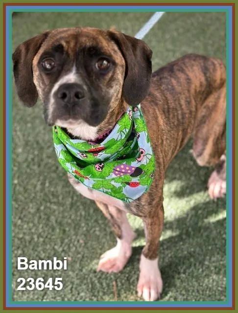 Bambi thumbnail 3