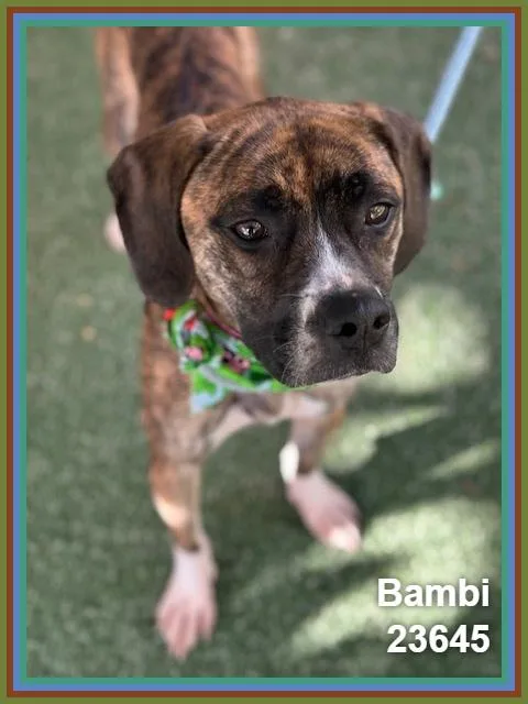 Bambi thumbnail 4