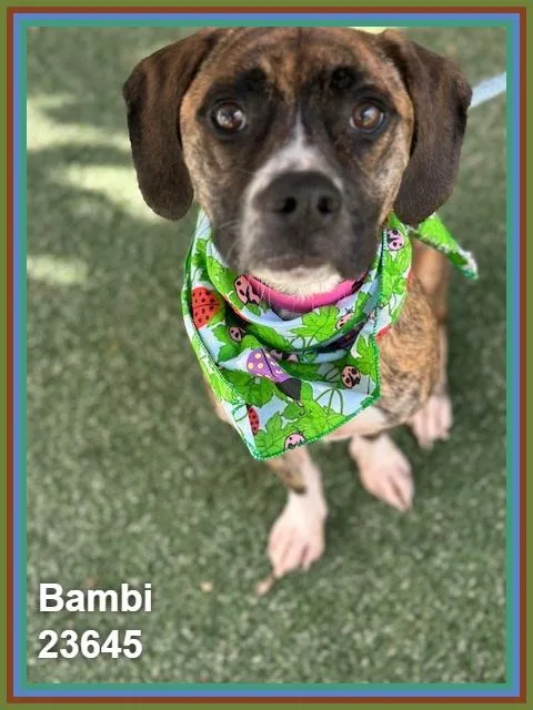 Bambi thumbnail 5