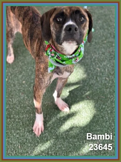 Bambi thumbnail 6