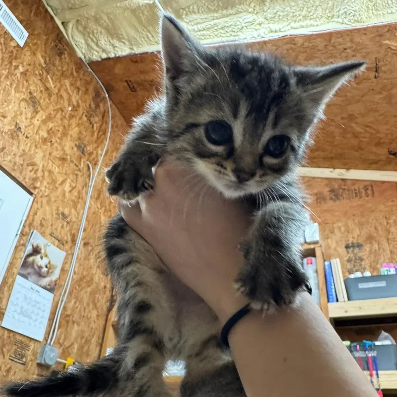 A baby small-sized male Brown / Chocolate Domestic Short Hair cat named Dennis for adoption in Blairsville, GA