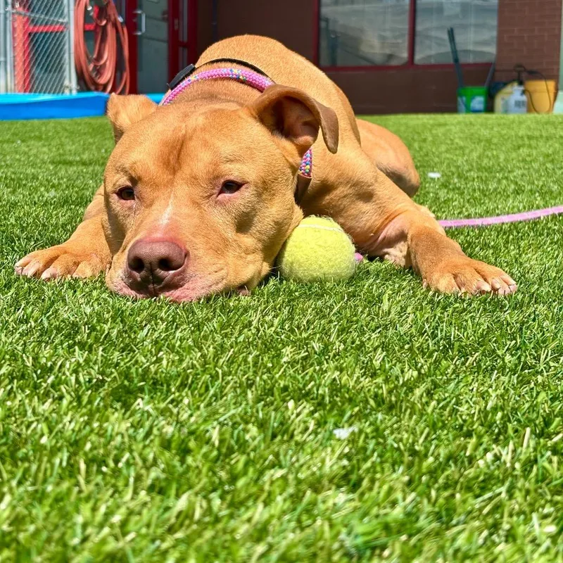 Astro