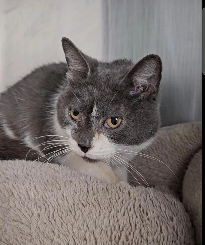 An adult medium-sized female Gray / Blue / Silver Domestic Short Hair cat named Lakeland for adoption in Disputanta, VA