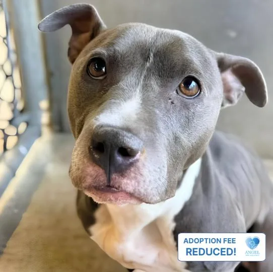 An adult medium-sized female Bicolor Pit Bull Terrier dog named Wrenly for adoption in Naperville, IL