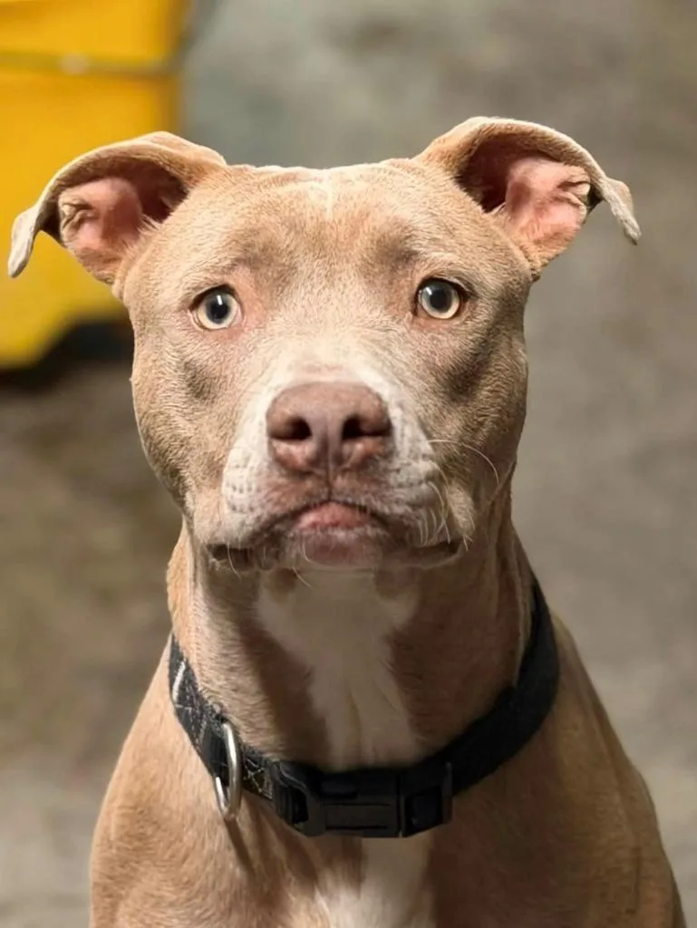 A young large-sized male Pit Bull Terrier dog named Dobby for adoption in Louisville, IL