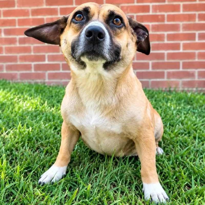 An adult medium-sized female Yellow / Tan / Blond / Fawn Corgi dog named CT Hershey avail Nov for adoption in Eastford, CT