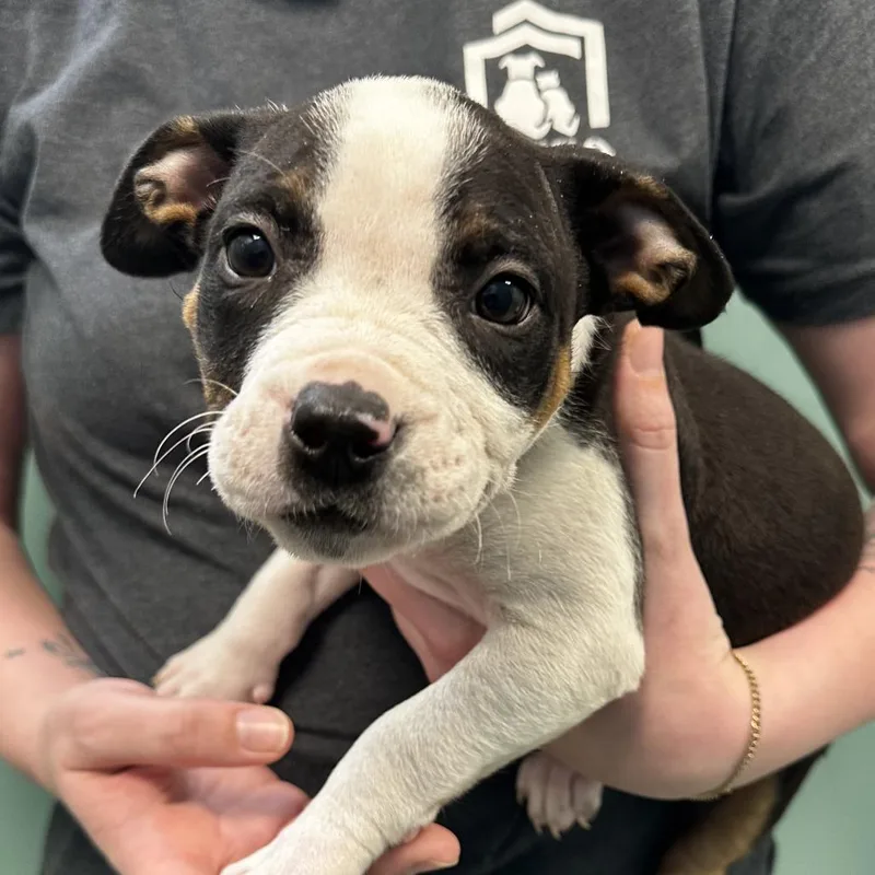 A baby medium-sized female Black Mixed Breed dog named Jade for adoption in Washington Township, OH
