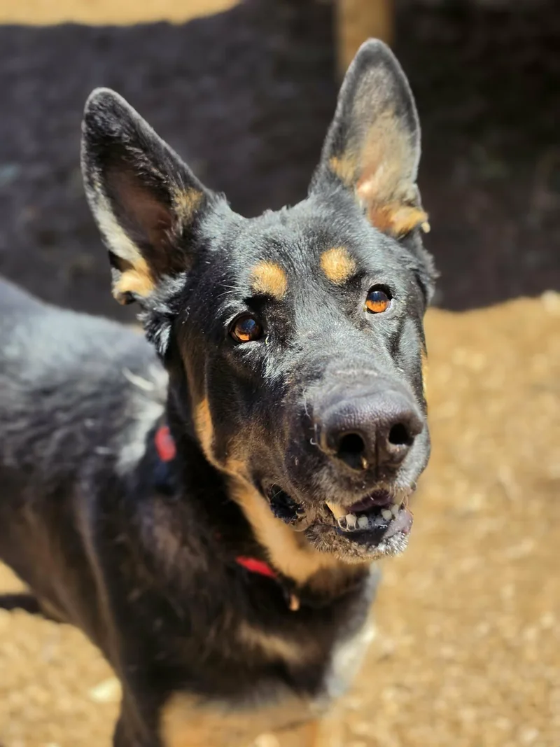 An adult extra large-sized male Black German Shepherd Dog dog named Shepherd for adoption in Grants Pass, OR