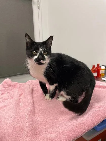 A senior medium-sized female Black Domestic Short Hair cat named Smoochee for adoption in Kansas City, MO