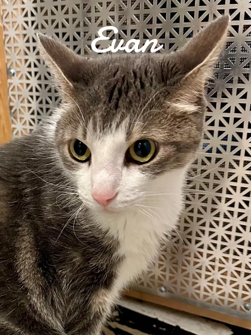 An adult medium-sized male Domestic Short Hair cat named Evan for adoption in Naugatuck, CT