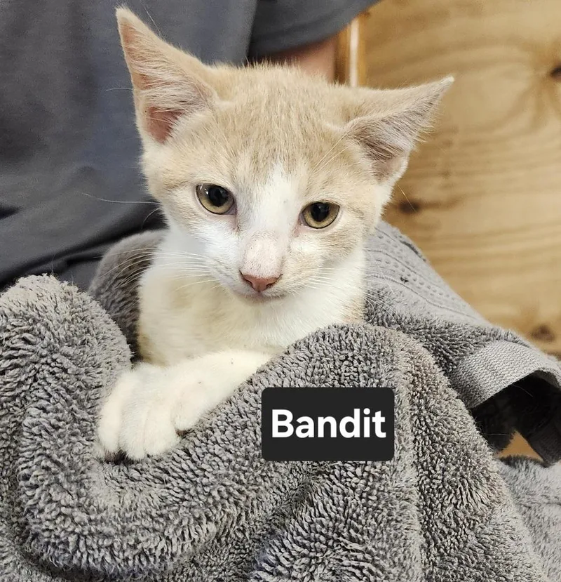 A baby medium-sized male Domestic Short Hair cat named Bandit for adoption in East Greenville, PA