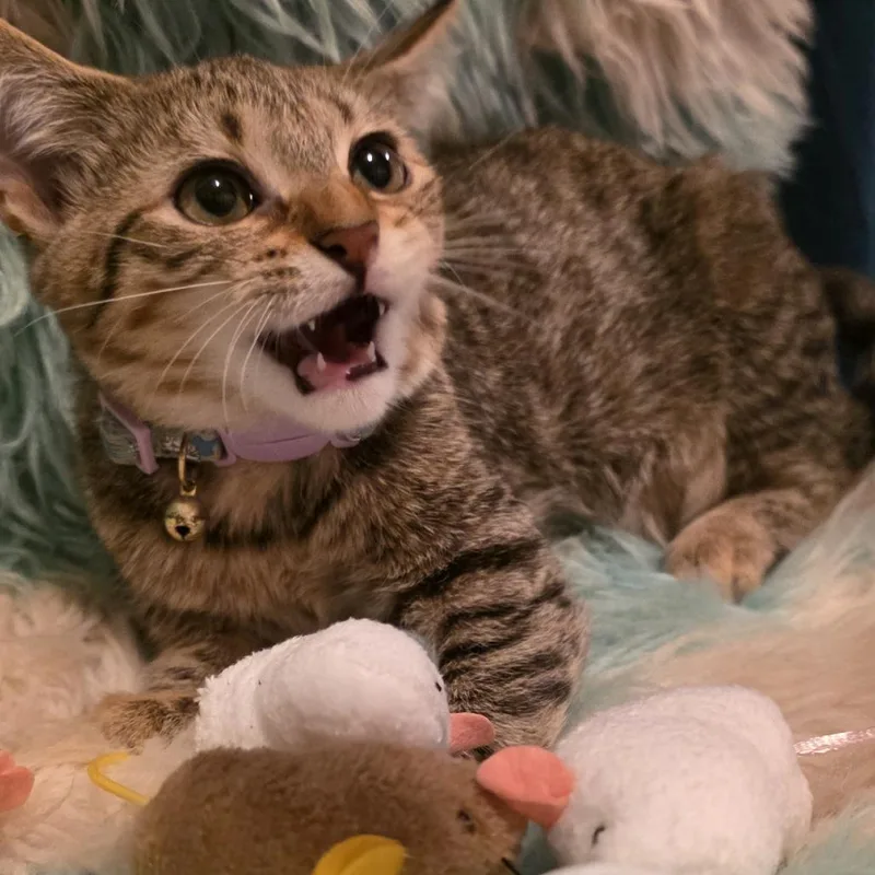 A baby small-sized female Gray / Blue / Silver Domestic Short Hair cat named Luna for adoption in Glenfield, NY