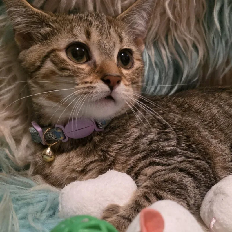 Luna thumbnail 3