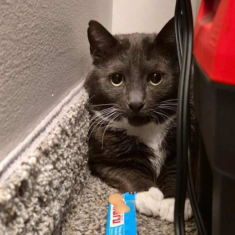 An adult large-sized male Gray / Blue / Silver Domestic Short Hair cat named Smudge for adoption in Fairport, NY