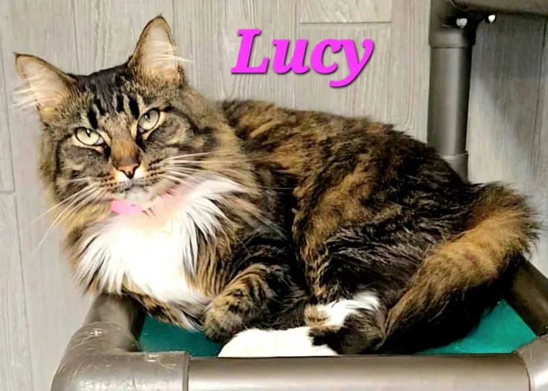 Lucy