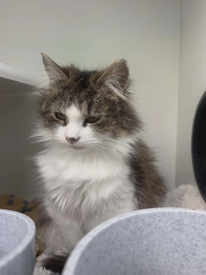 An adult medium-sized female Gray & White Domestic Medium Hair cat named Priscilla for adoption in oxford, PA