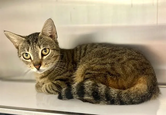 A young medium-sized female Domestic Short Hair cat named Barbie for adoption in Naples, FL